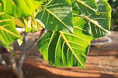 《噬血代码2》全新预告 穿越时空阻止世界毁灭